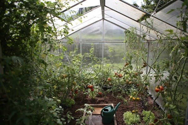 Quelle est la méthode la plus efficace pour éliminer les pucerons sur les jeunes plants de tomates ?